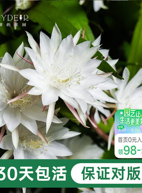 海蒂的花园昙花好养有香味花卉