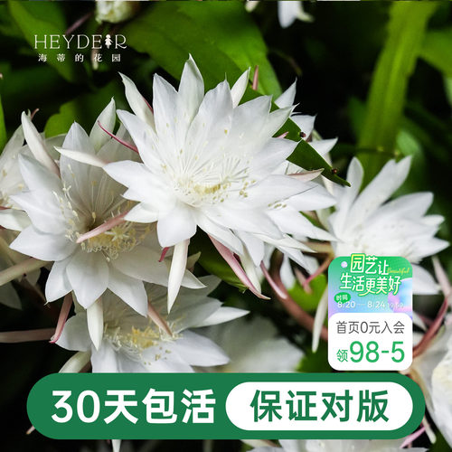海蒂的花园昙花好养有香味花卉