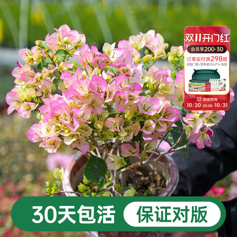 海蒂的花园三角梅盆栽爬藤灌木好养风景树植物阳台庭院花卉树苗