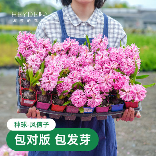 海蒂的花园风信子种球阳台水培盆栽地栽球根花卉植物庭院花园海妈