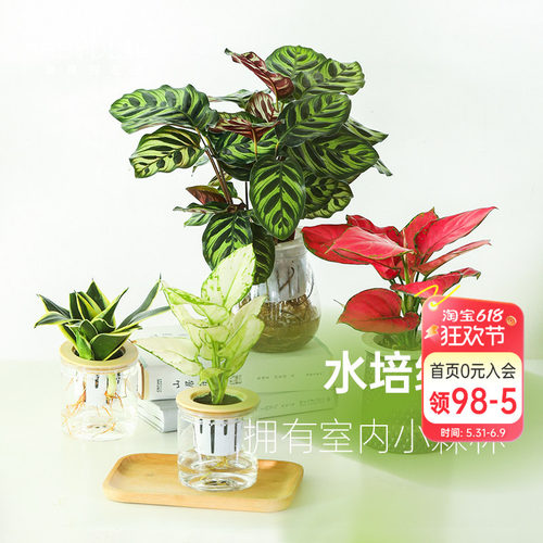 海蒂的花园桌面绿植盆栽