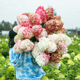 花园圆锥绣球夏日美人石灰灯棒棒糖地栽植物北方耐寒花卉 海蒂