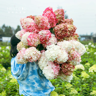 海蒂的花园圆锥绣球夏日美人石灰灯棒棒糖地栽植物北方耐寒花卉