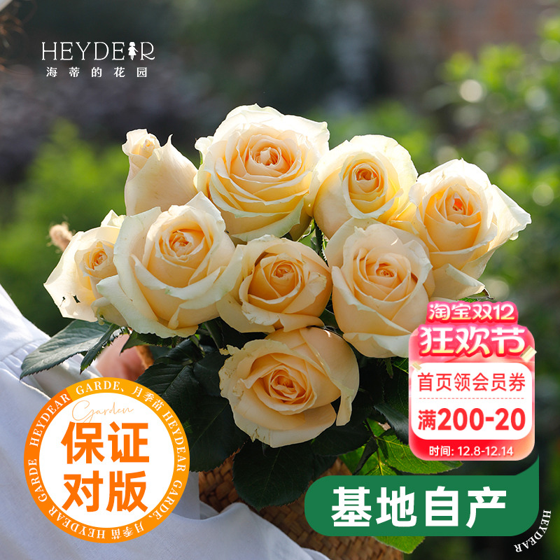 海蒂的花园蜜桃雪山直立月季