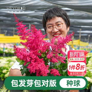 海蒂 花园落新妇裸根苗耐阴多年生花卉阳台盆栽庭院地栽花境植物