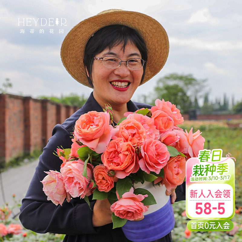 海蒂的花园人间天堂直立月季室外庭院包子强香皮实好养表现好盆栽