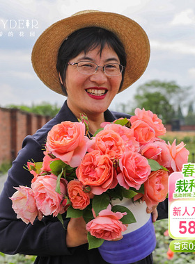 海蒂的花园人间天堂直立月季室外庭院包子强香皮实好养表现好盆栽