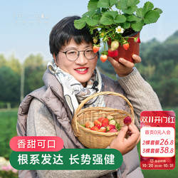 海蒂的花园草莓盆栽苗穴盘苗可地栽红颜章姬建德白露黔莓1号宁玉