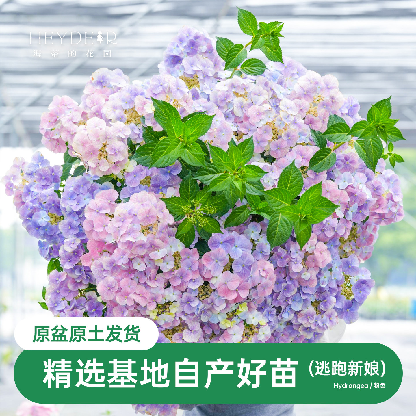 海蒂的花园绣球花苗逃跑新娘粉色白色垂吊花量大阳台庭院花卉盆栽