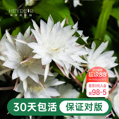 海蒂的花园昙花好养有香味花卉