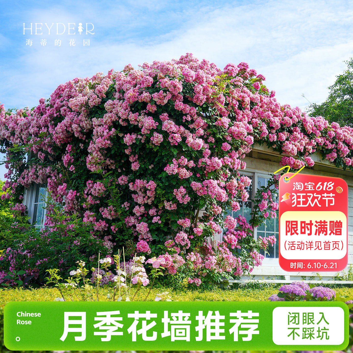 海蒂的花园成都总店月季花苗爬藤花墙藤本玫瑰盆栽花卉绿植海妈家