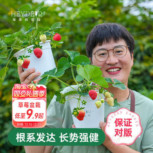 海蒂的花园草莓苗盆栽苗秧种子秋冬季多季结果原土原盆红颜奶油