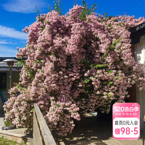 海蒂花灌木多年生猬实花卉
