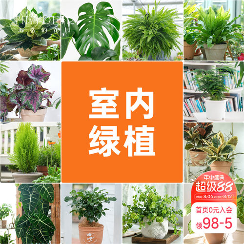 海蒂的花园室内绿植铂金钻龟背竹盆栽室内客厅桌面办公室观叶植物