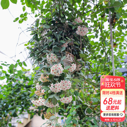 【小红书10万人种草】球兰好养