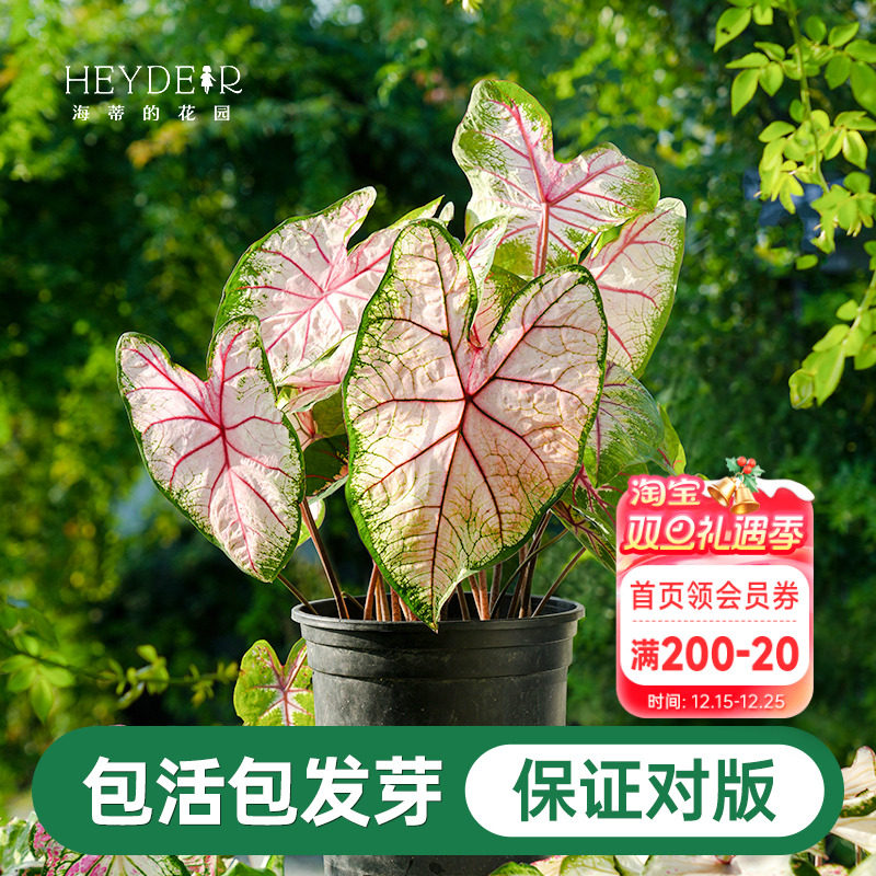 海蒂的花园彩叶芋种球粉色飞溅白色恋人桌面盆栽观叶植物室内绿植