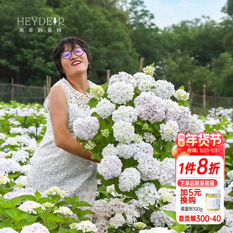 海蒂的花园绣球花苗无尽夏新娘新老枝开花易开花阳台好养花卉盆栽,鲜花速递/花卉仿真/绿植园艺,绣球/木绣球/木本植物,淘宝优惠券,粉丝福利购,淘宝优惠卷