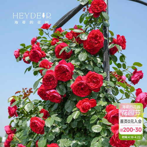 海蒂的花园藤本月季庭院拱门爬墙