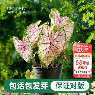 海蒂的花园彩叶芋种球粉色飞溅白色恋人桌面盆栽观叶植物室内绿植
