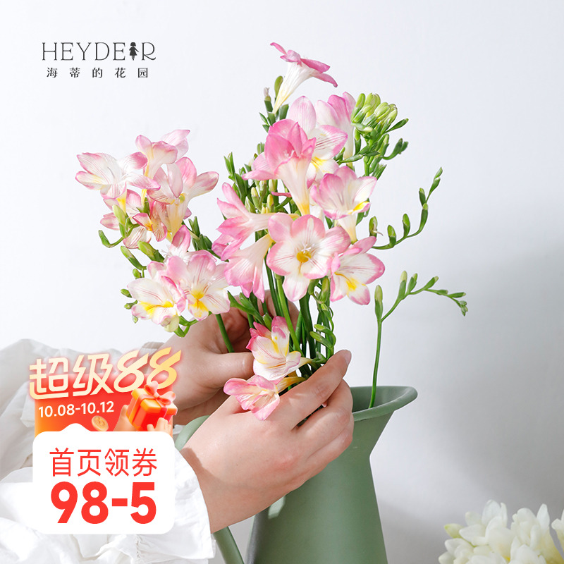 海蒂的花园香雪兰切花种球多年生