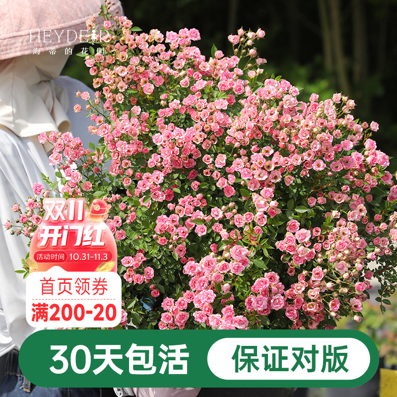 海蒂的花园月季花苗超微开花小微型迷你阳台室外露台植物花卉盆栽