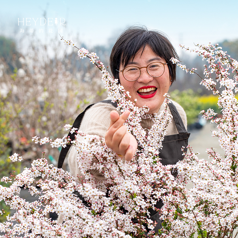 易养易活春季易爆花绣线菊喷雪花