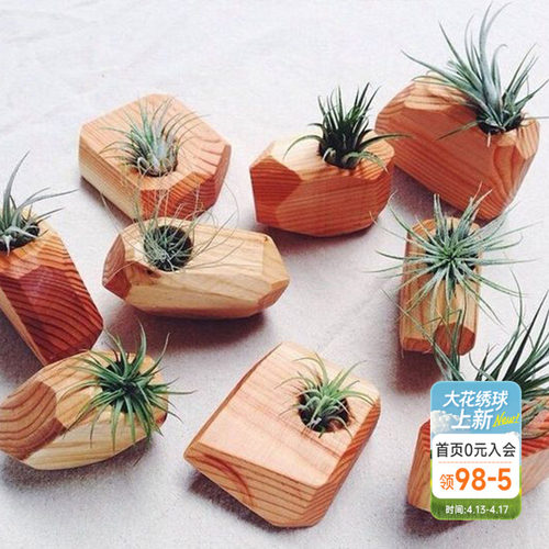 海蒂的花园空气凤梨植物客厅