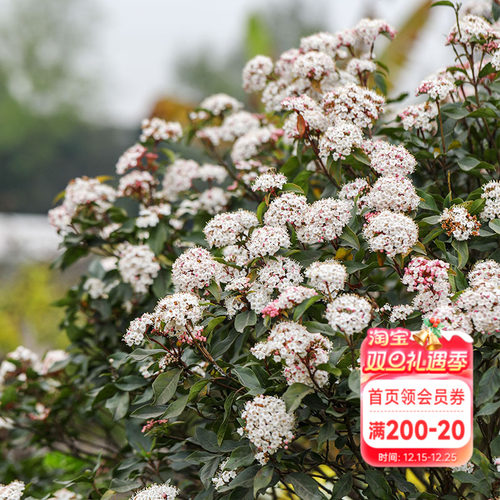 海蒂的花园荚蒾冬季开花庭院绿化