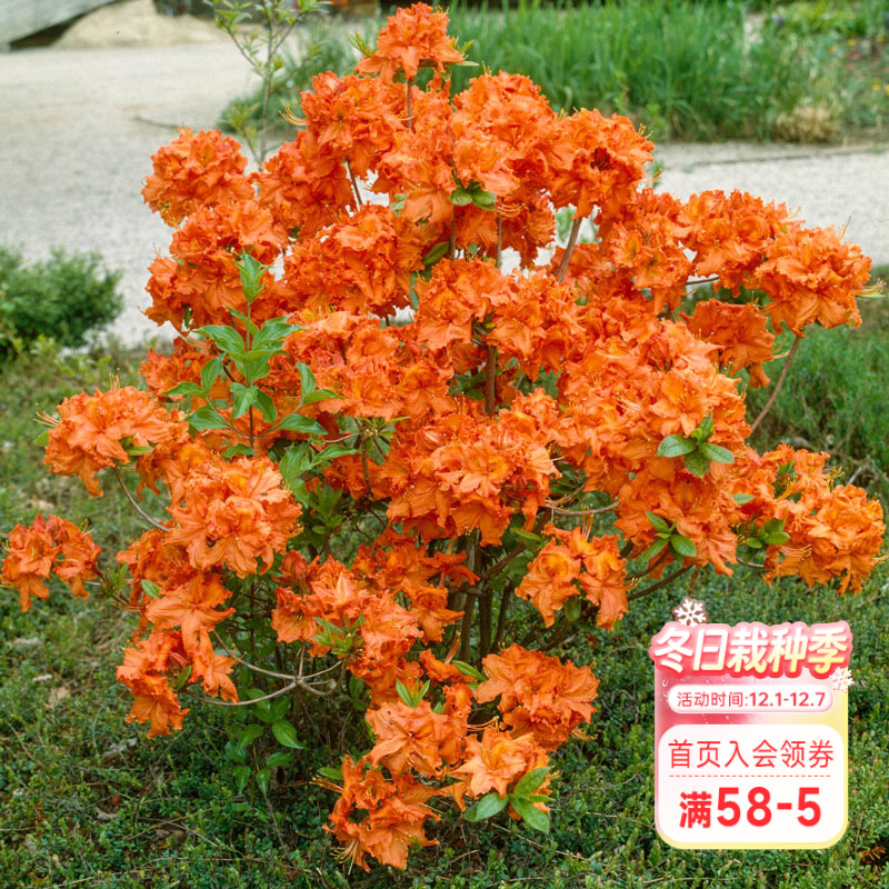 海蒂的花园落叶杜鹃庭院盆栽苗