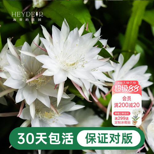 海蒂的花园昙花好养有香味花卉