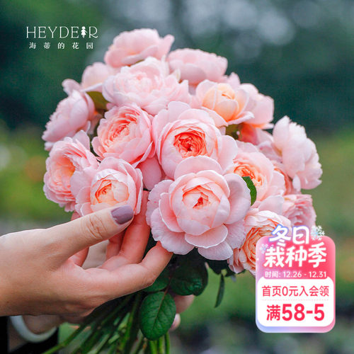 海蒂的花园月季瑞典女王