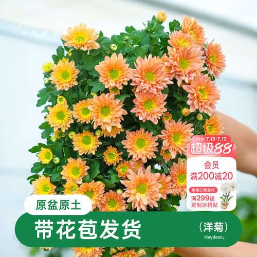 乒乓菊盆栽带花苞耐热耐晒