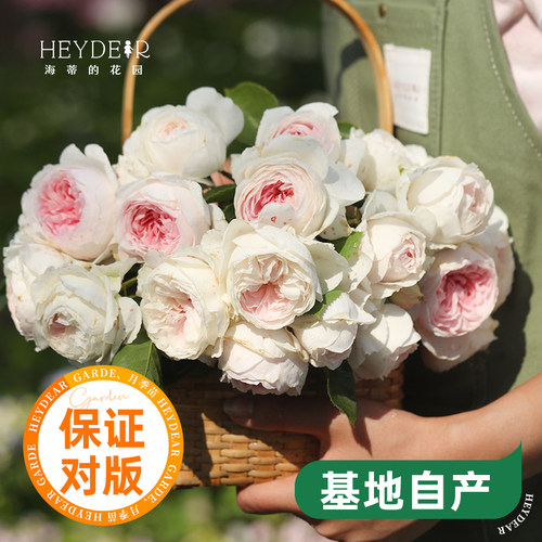 海蒂的花园公爵夫人浓香灌木月季