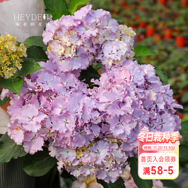莱昂大花绣球蓝粉可调色