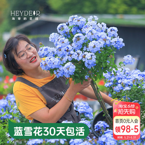 海蒂的花园蓝雪花盆栽耐热阳台可爬藤四季好养易活花卉植物室内花
