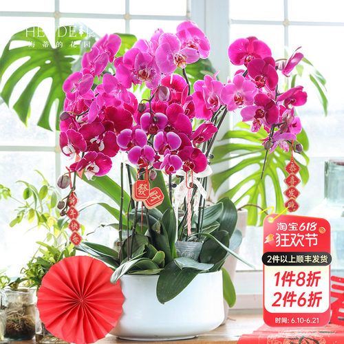 带花苞蝴蝶兰海蒂的花园