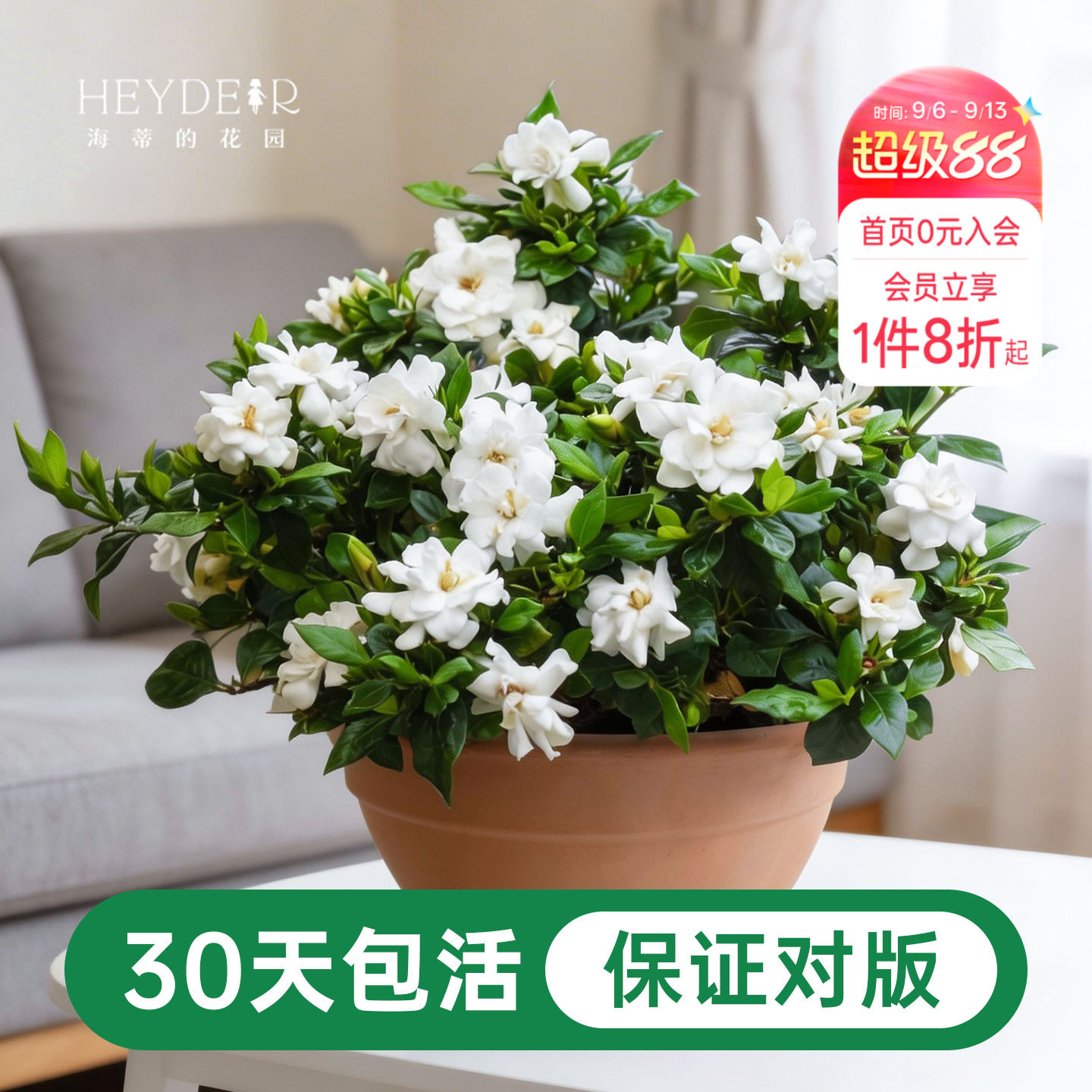 海蒂的花园栀子花盆栽树苗开花浓香花卉植物庭院阳台常绿植物图片