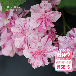 海蒂 花园绣球花苗依纯千织条纹阳台庭院露台植物小树苗花卉盆栽