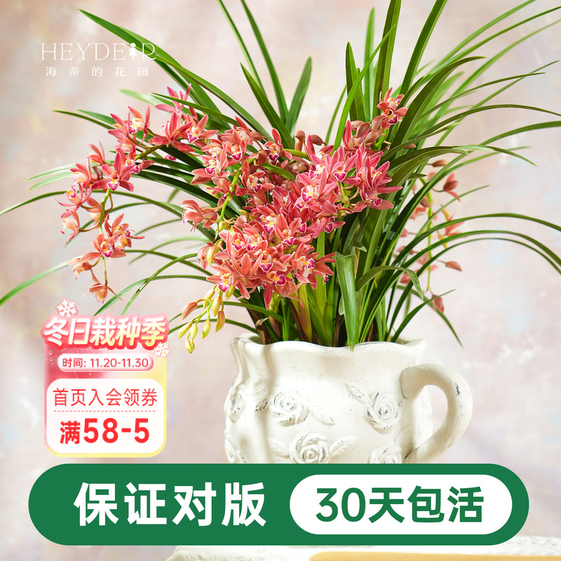 兰花杂交兰国兰多年生花卉盆栽