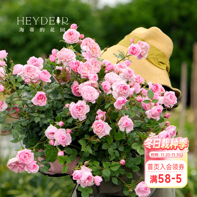 海蒂的花园月季阳台庭院铃之妖精