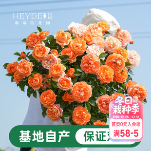 开花地栽花苗 花苗盆栽小苗爬藤玫瑰果汁阳台多季 海蒂 花园月季