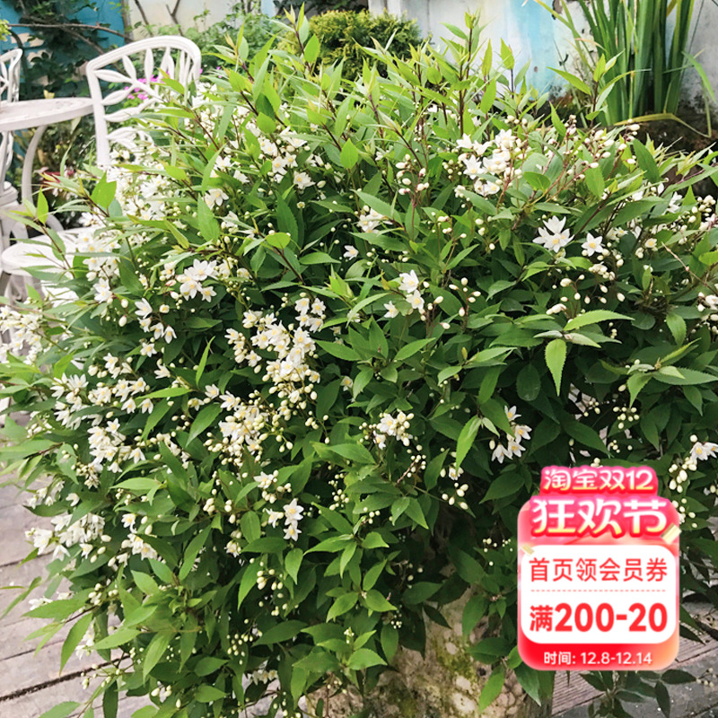 海蒂的花园冰生溲疏庭院阳台春天