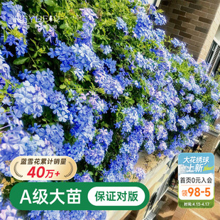 海蒂的花园蓝雪花盆栽大苗爬藤植物阳台庭院四季老桩独杆花卉绿植