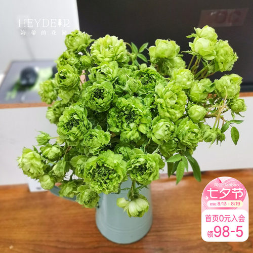 海蒂的花园结绿珍月季盆栽