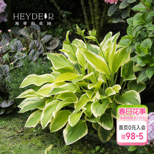 海蒂的花园玉簪耐阴观叶植物庭院