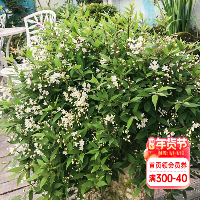 海蒂的花园 雪球冰生溲疏庭院阳台楼顶好养护垂吊植物花苗盆栽苗