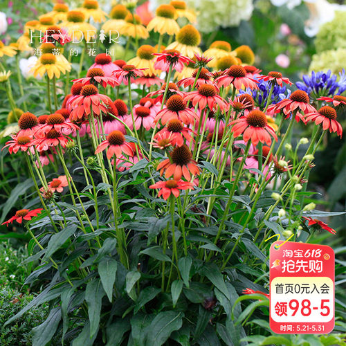 松果菊宿根花卉植物阳台庭院开花