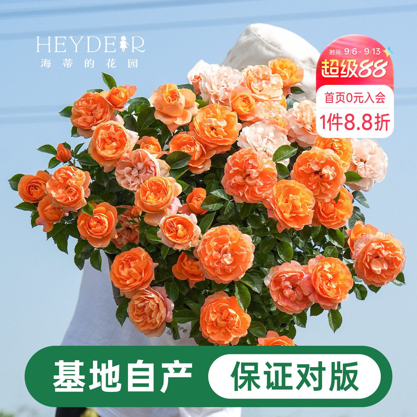 海蒂的花园月季花苗盆栽小苗爬藤玫瑰果汁阳台多季开花地栽花苗图片