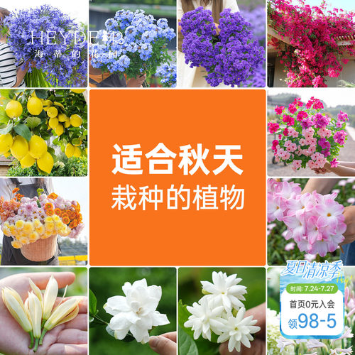 适合秋天栽种的阳台花园植物