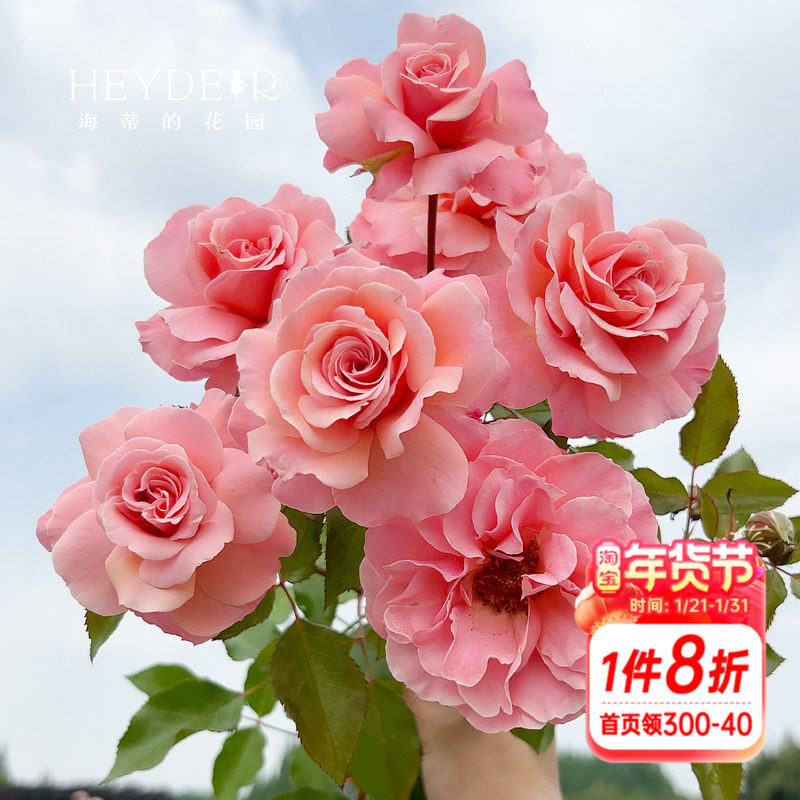 海蒂的花园月季花苗波提雪莉直立玫瑰切花型庭院花境植物花卉盆栽,鲜花速递/花卉仿真/绿植园艺,月季/蔷薇/玫瑰,淘宝优惠券,粉丝福利购,淘宝优惠卷